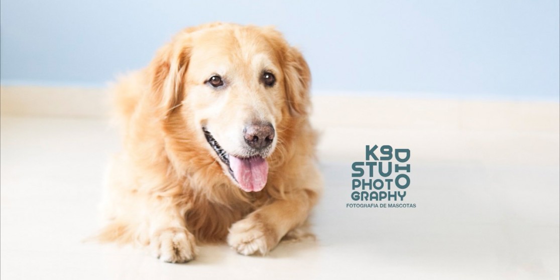 K9 studio dog photography